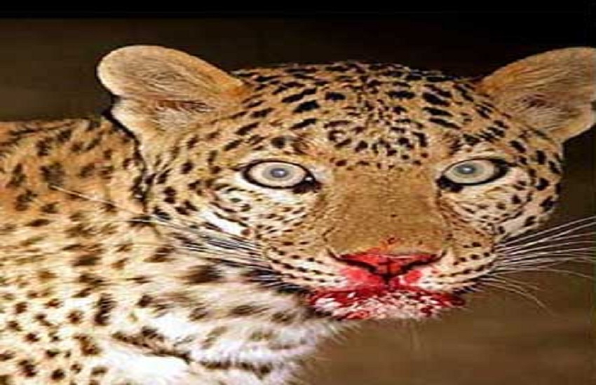 Leopard enters Udaipur village of Panna, hunting cattle at night