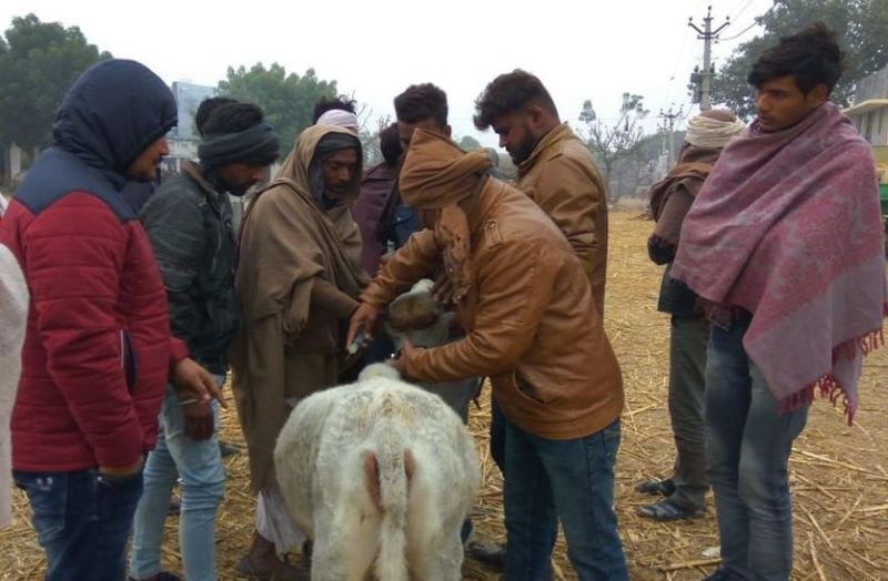 सर्दी व बीमारी से पचास से अधिक मवेशियों की मौत