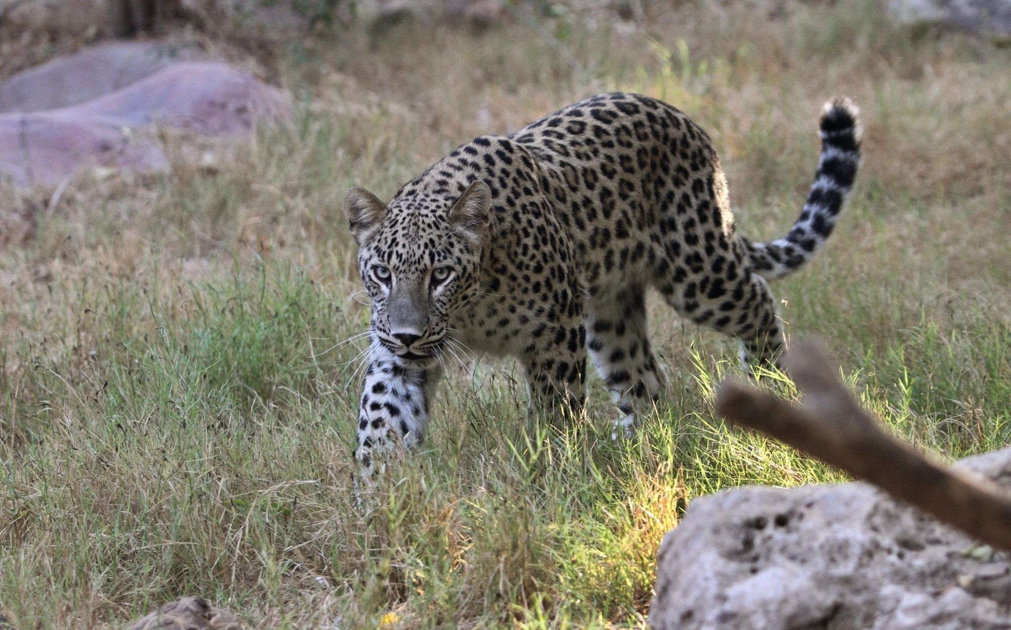 Leopard Terror