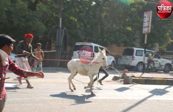 कलक्टरी के सामने भडक़ा गर्दभ मची अफरा-तफरी