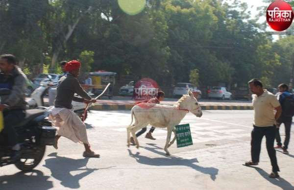 कलक्टरी के सामने भडक़ा गर्दभ मची अफरा-तफरी