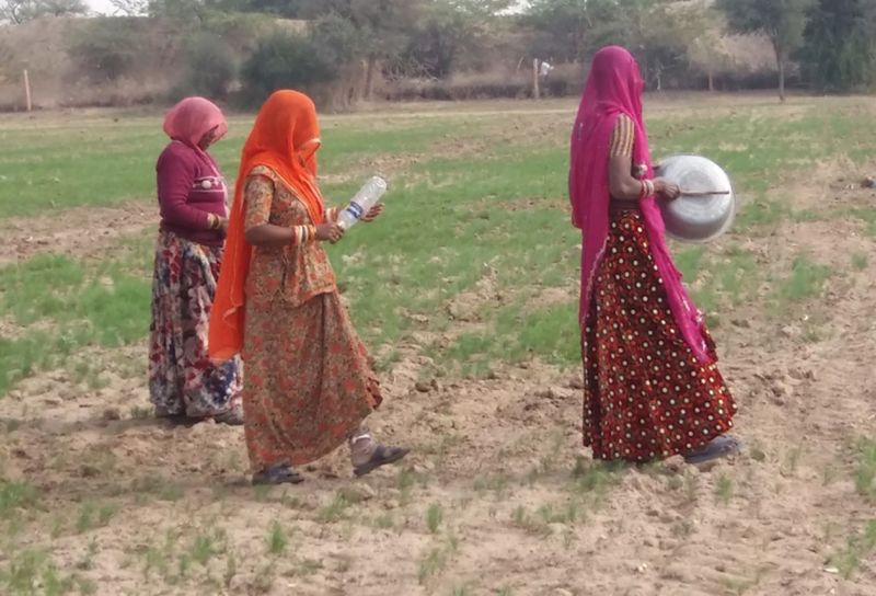 टिड्डी दल ने मचाई तबाही, फसलों को नुकसान