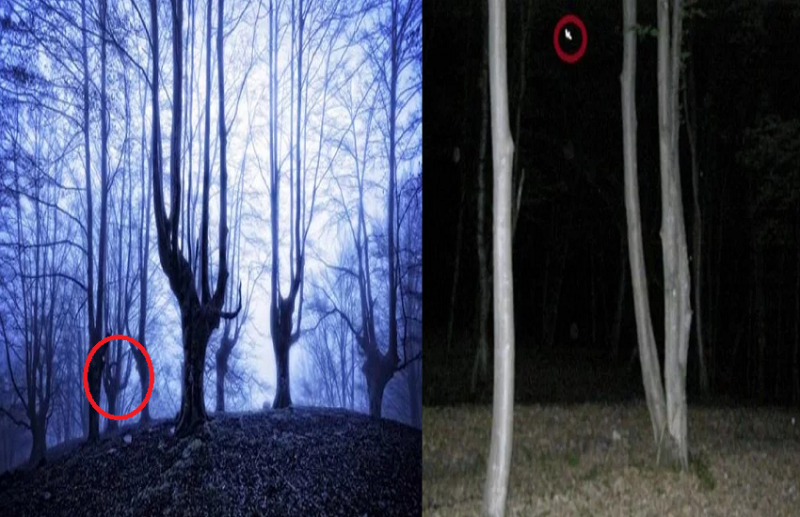 do you know about hoia baciu transylvania haunted forest
