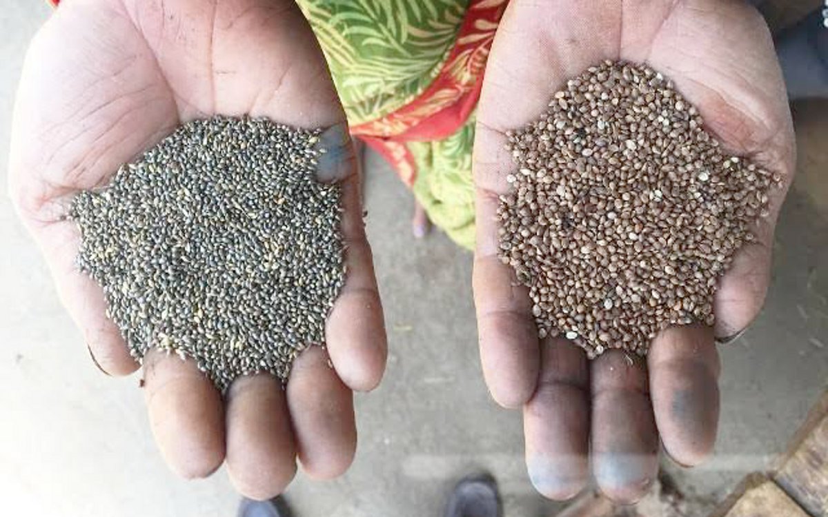 Millet Mission: कोदो, कुटकी, समा के बदलेंगे दिन, सीएम ने तैयार किया ...