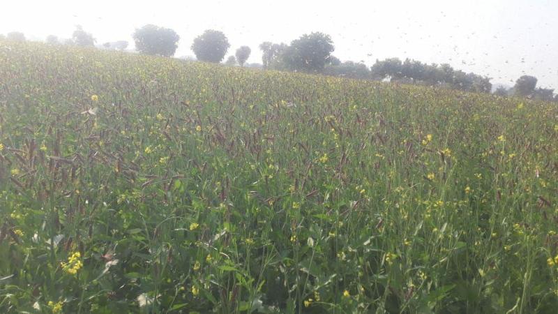 Locusts reached Samdari area, farmers lost their sleep