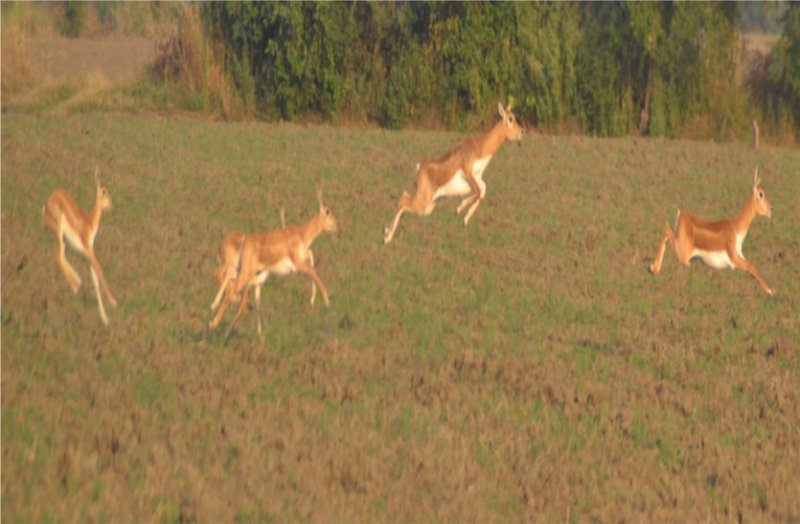 Wild animals causing damage to crops