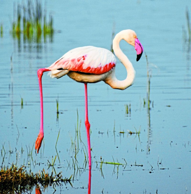 greater_flamingo.jpg