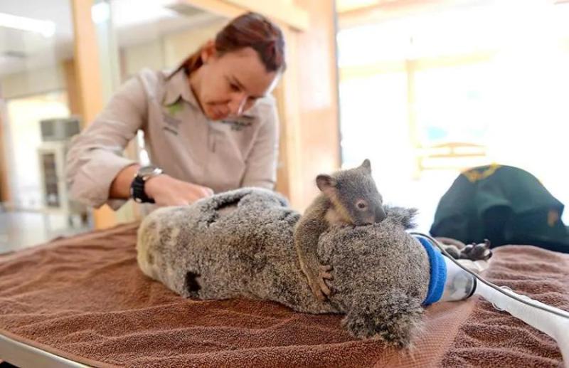 Koala injured