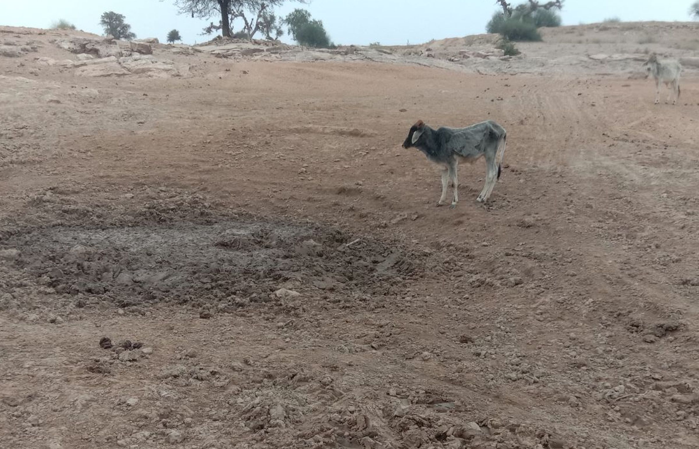 Death of 5 calves in mud