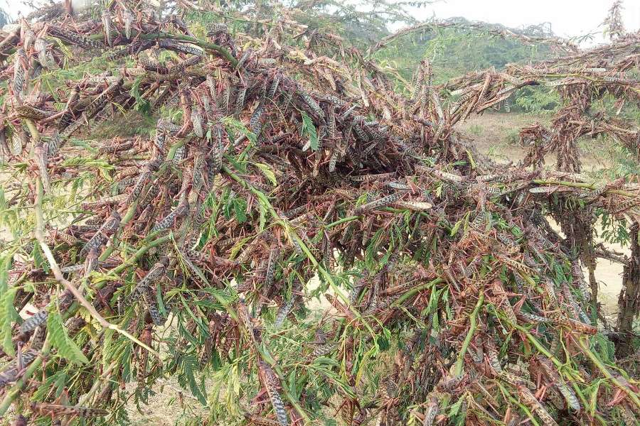 photo gallery of locust outbreak in rajasthan
