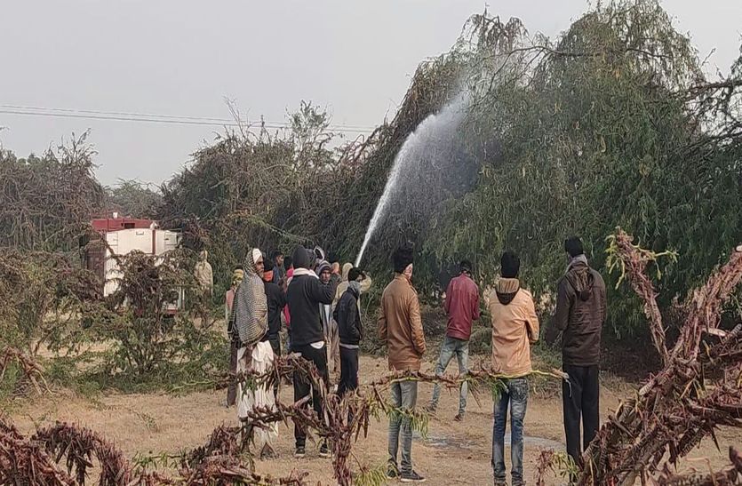 टिड्डियों ने इन गांवों में मचाया तांडव