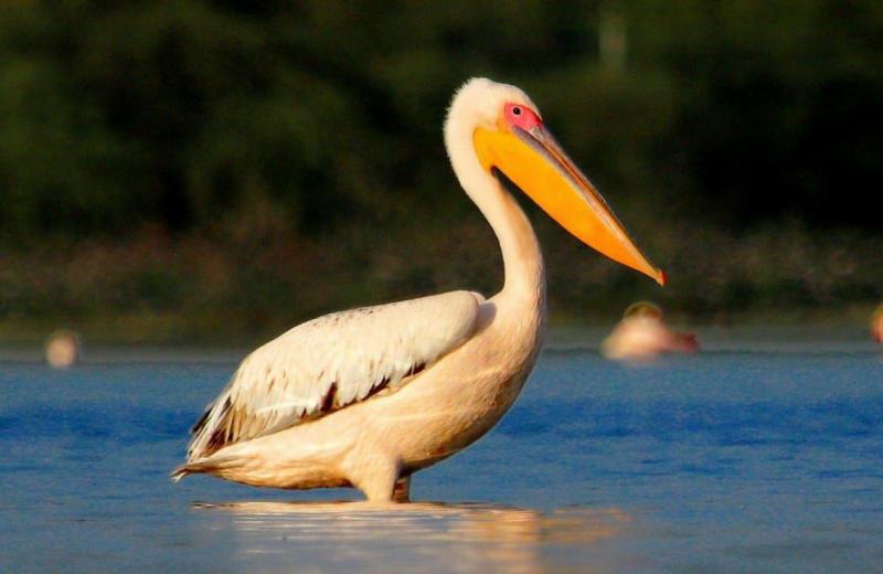 शिकार के लिए पानी को थपथपाकर घोला बनाता है डालमिशन पेलिकन