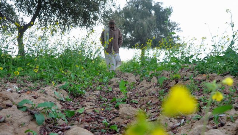 सुबह देखा था खुशहाली का सपना, रात को बर्बादी का मंजर