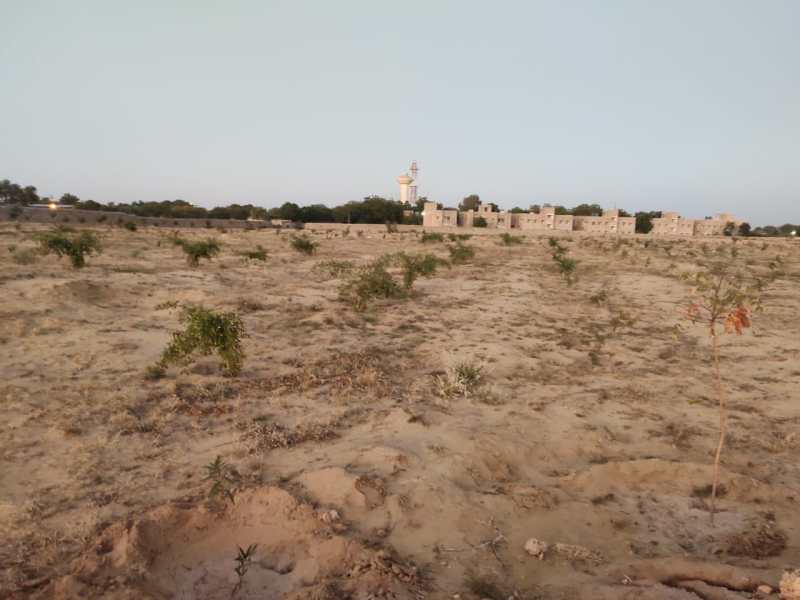 Urban Forest Park started blooming, 4 thousand planted plants