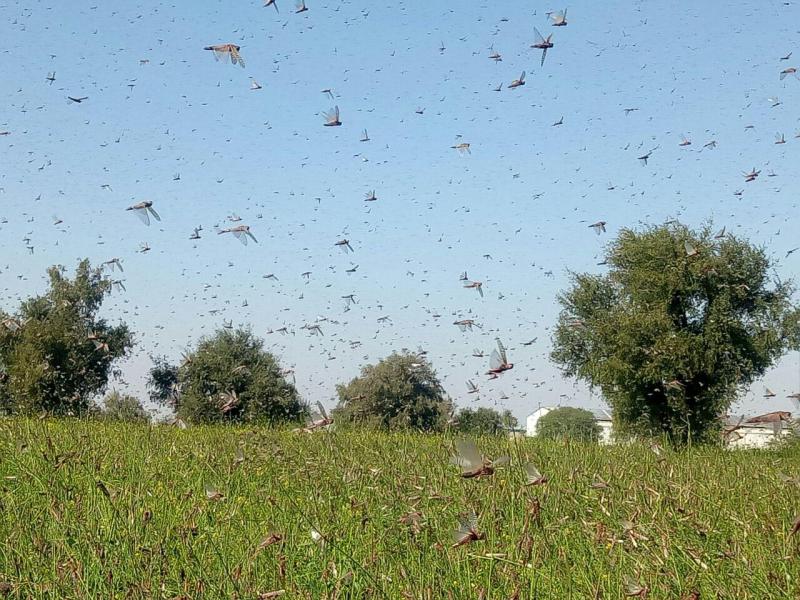 farmers seen afraid after locust outbreak in rural areas of jodhpur