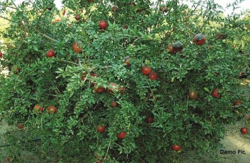20 to 25 loss in pomegranate due to cold