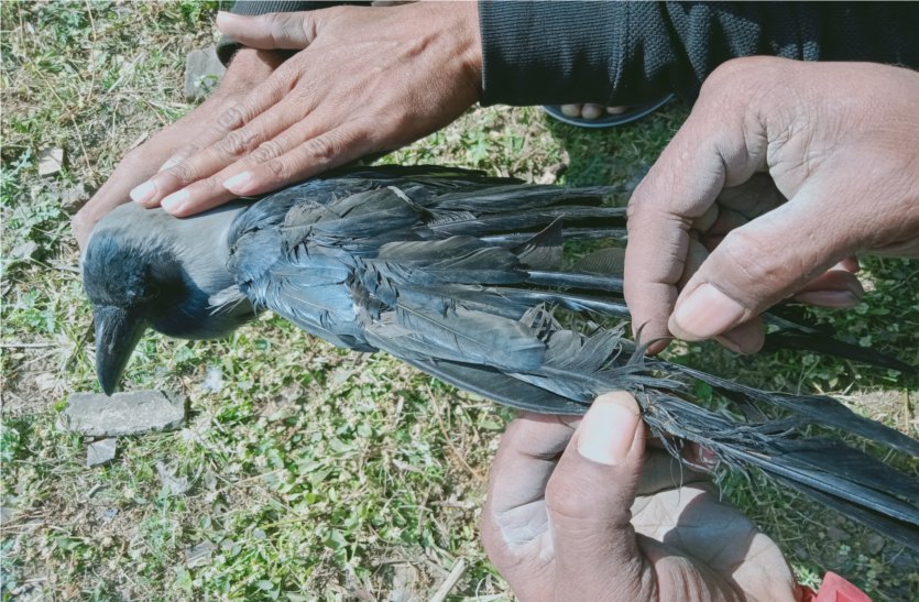 Another bird entangled in China door, young man saved his life by clim