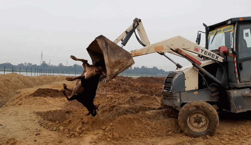 Cow is dying due to negligence of Municipal Corporation in Ayodhya