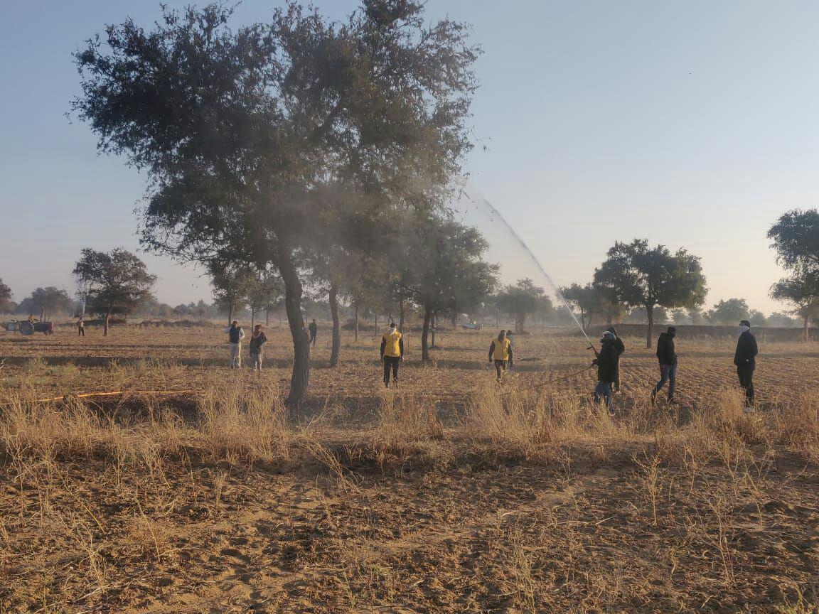 locust outbreak is destroying crops in rajasthan