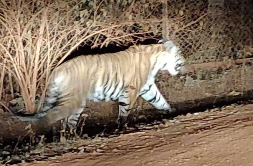 मादा साथी की तलाश में भटक रहा बाघ, 15 दिन पहले राजनांदगांव में आया था नजर