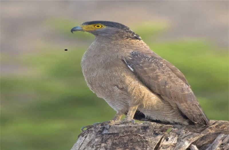 पर्यावरण संतुलन में इस पक्षी की अहम भूमिका