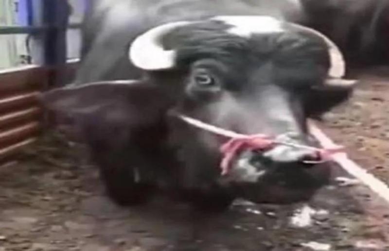 Emotional video of Buffalo