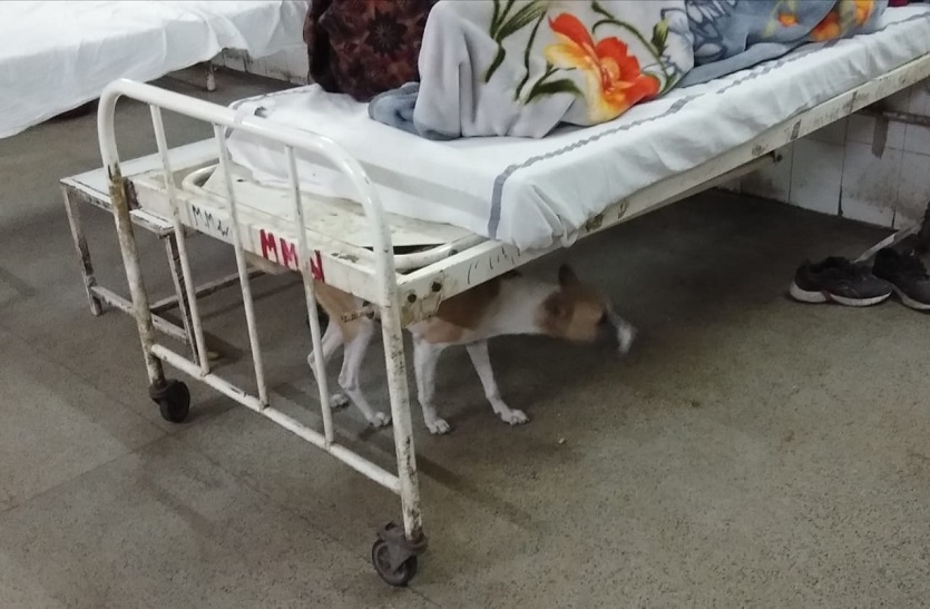 Dogs panic in hospital ward