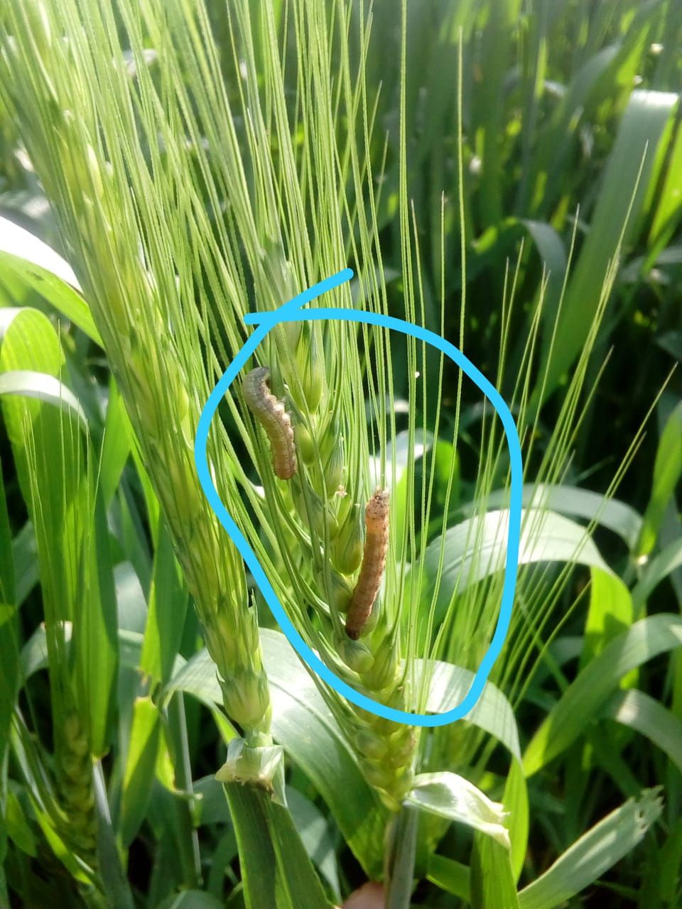 गेहूं की फसल पर इल्ली और माहू का हमला