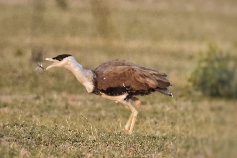 migratory birds and great indian bustard eating locust in rajasthan