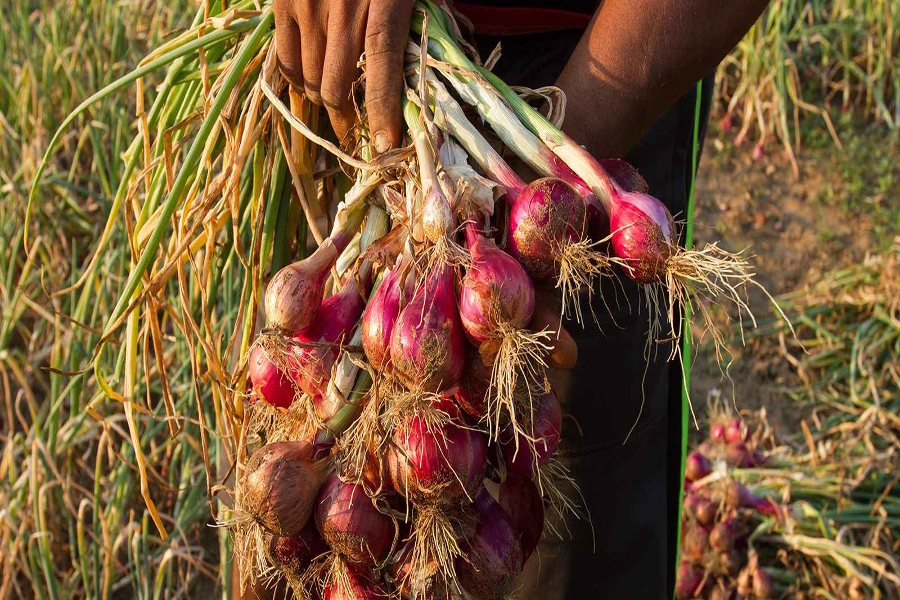 farmers have started onion farming in mathania of jodhpur