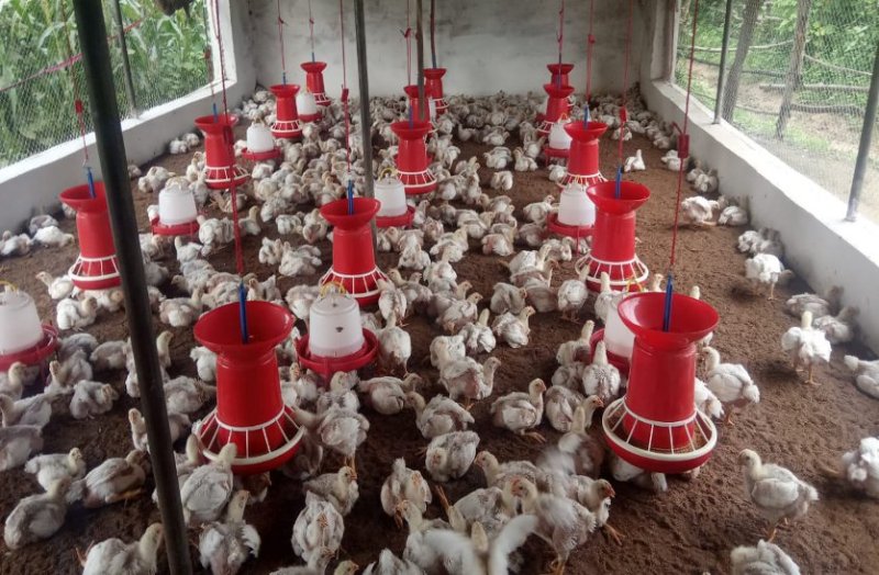 Adivasi women earning money for poultry farming