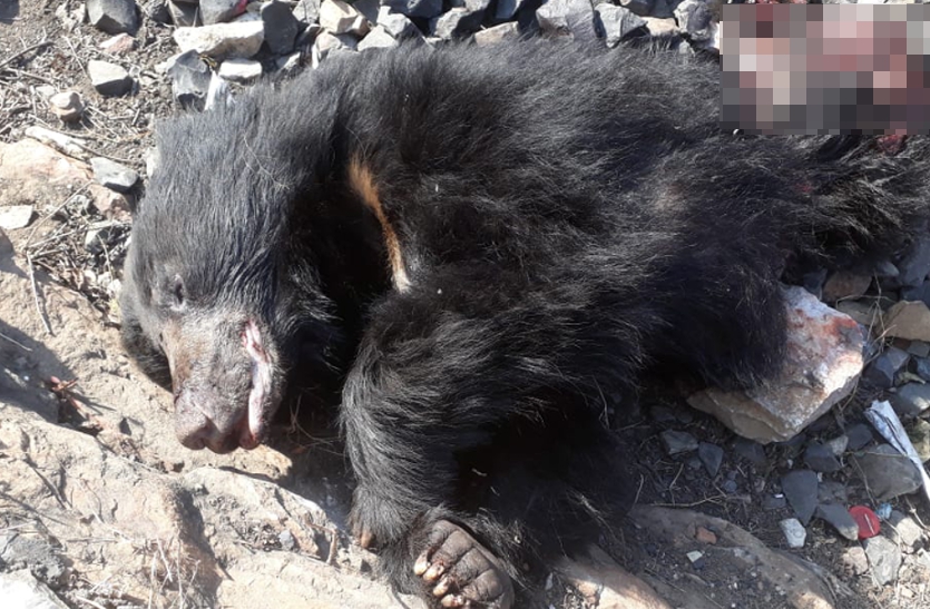 Bear killed in Mukandra Hills 