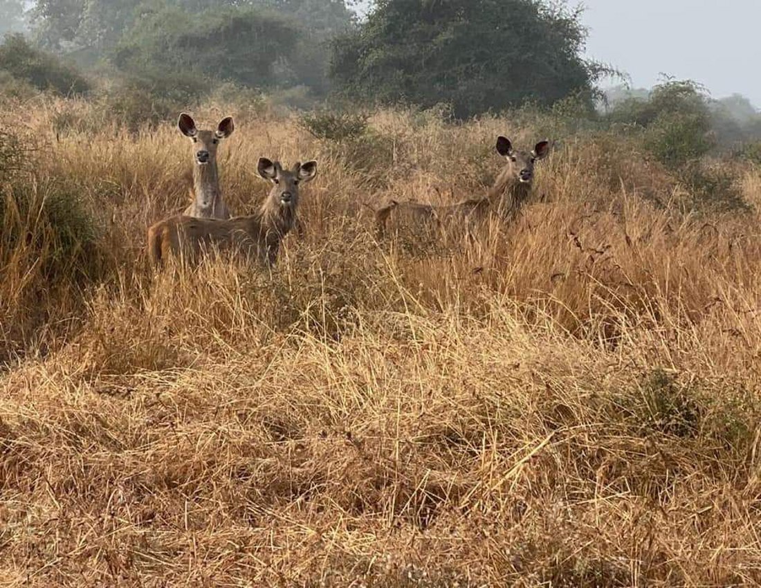 पन्ना टाइगर रिजर्व प्रबंधन को वन्य प्राणियों के शिकार की आशंका