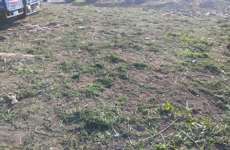 MAKAR SANKRANTI : यह कैसा दान, सड़क के किनारे बिछ गया हरा चारा