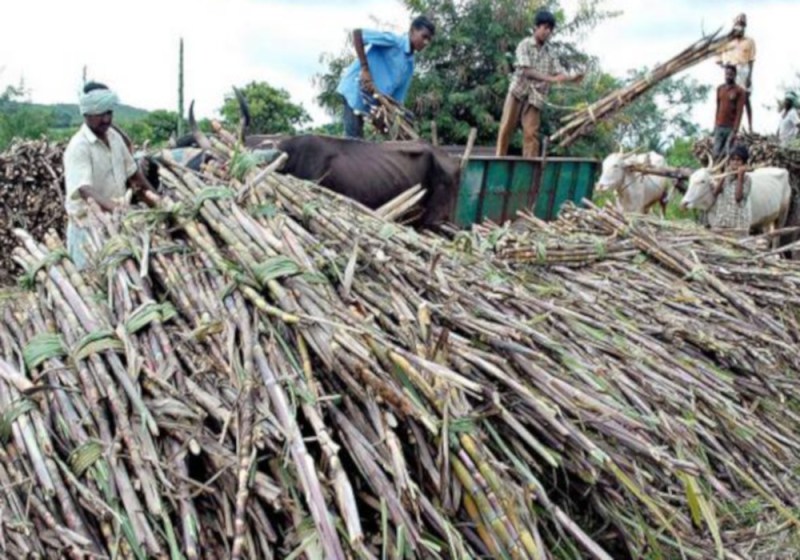 sugarcane_price.jpg