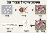 Scrub typhus bacteria attack in 10 districts including Satna