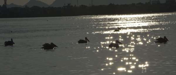 Patrika Bird Fair 2020 : लो हम आ गए हैं बर्ड फेयर के लिए.....