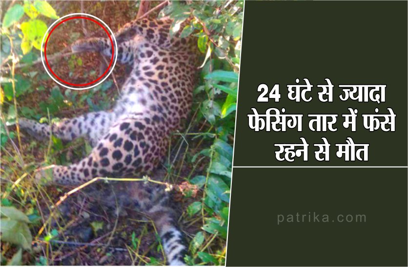 Panna Leopard hunt: leopard dies again in Panna forest division