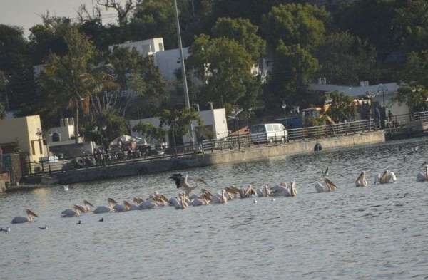 Patrika Bird Fair 2020 : लो हम आ गए हैं बर्ड फेयर के लिए.....