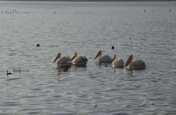 Patrika Bird Fair 2020 : लो हम आ गए हैं बर्ड फेयर के लिए.....