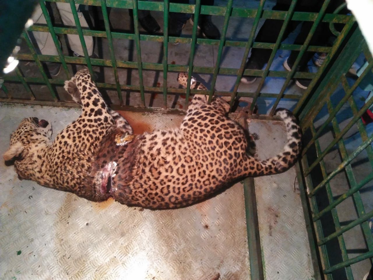 leopard captured in fencing of army area, seriously injured