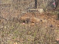 Leopard was hunted by chapping, evidence found on the spot