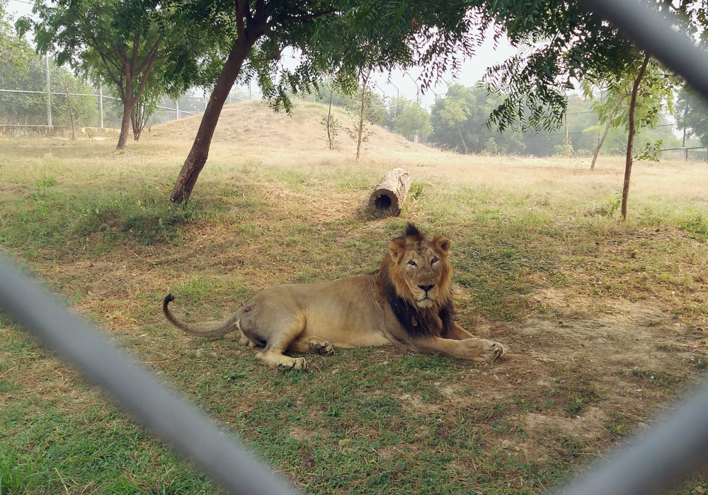 Lion in safari
