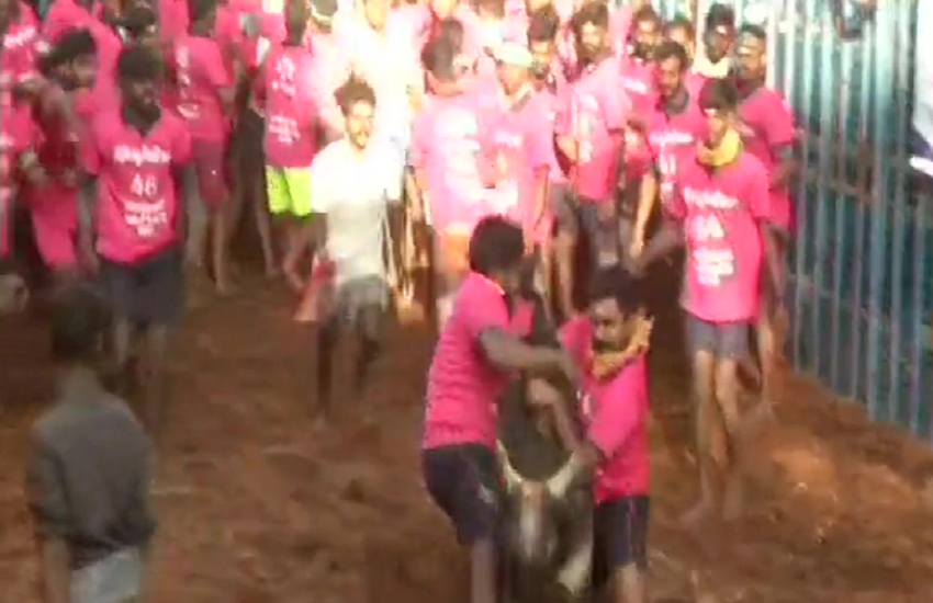 तमिलनाडु में कड़ी सुरक्षा के बीच जलीकट्टू का आगाज, 700 सांड़ ले रहे भाग
