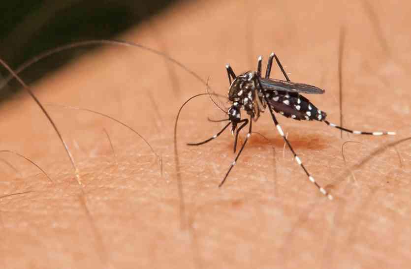 Ahmedabad news: डेंगू के मरीज बढ़े, चिकनगुनिया के घटे