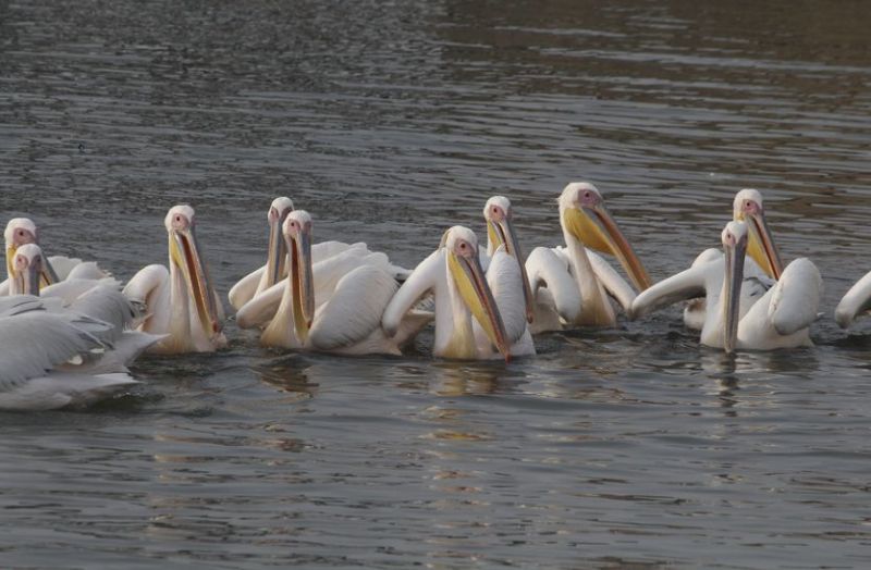 Patrika Bird Fair : कह रहे परदेसी पावणे, हम आ गए हैं आप भी चले आइये...