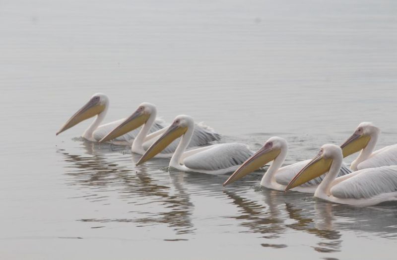 Patrika Bird Fair : अजमेर में बर्ड वॉचिंग के शौकीनों के खुशखबर