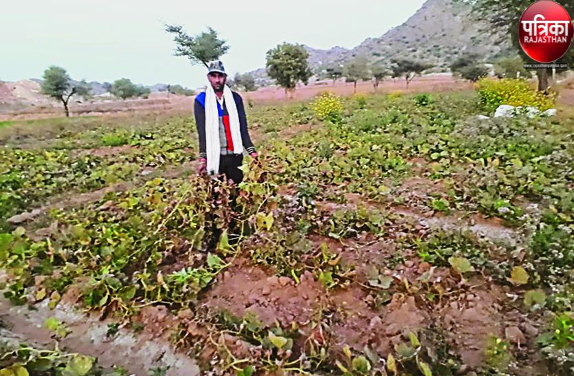 VIDEO : सब्जियों की फसल को नुकसान, अब मुश्किल में किसान