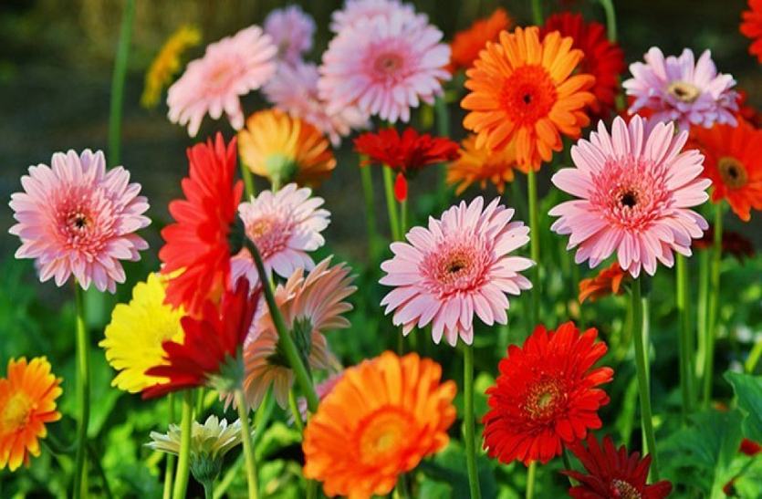 chrysanthemum-farming-flowers-varieties-of-flowers-floriculture