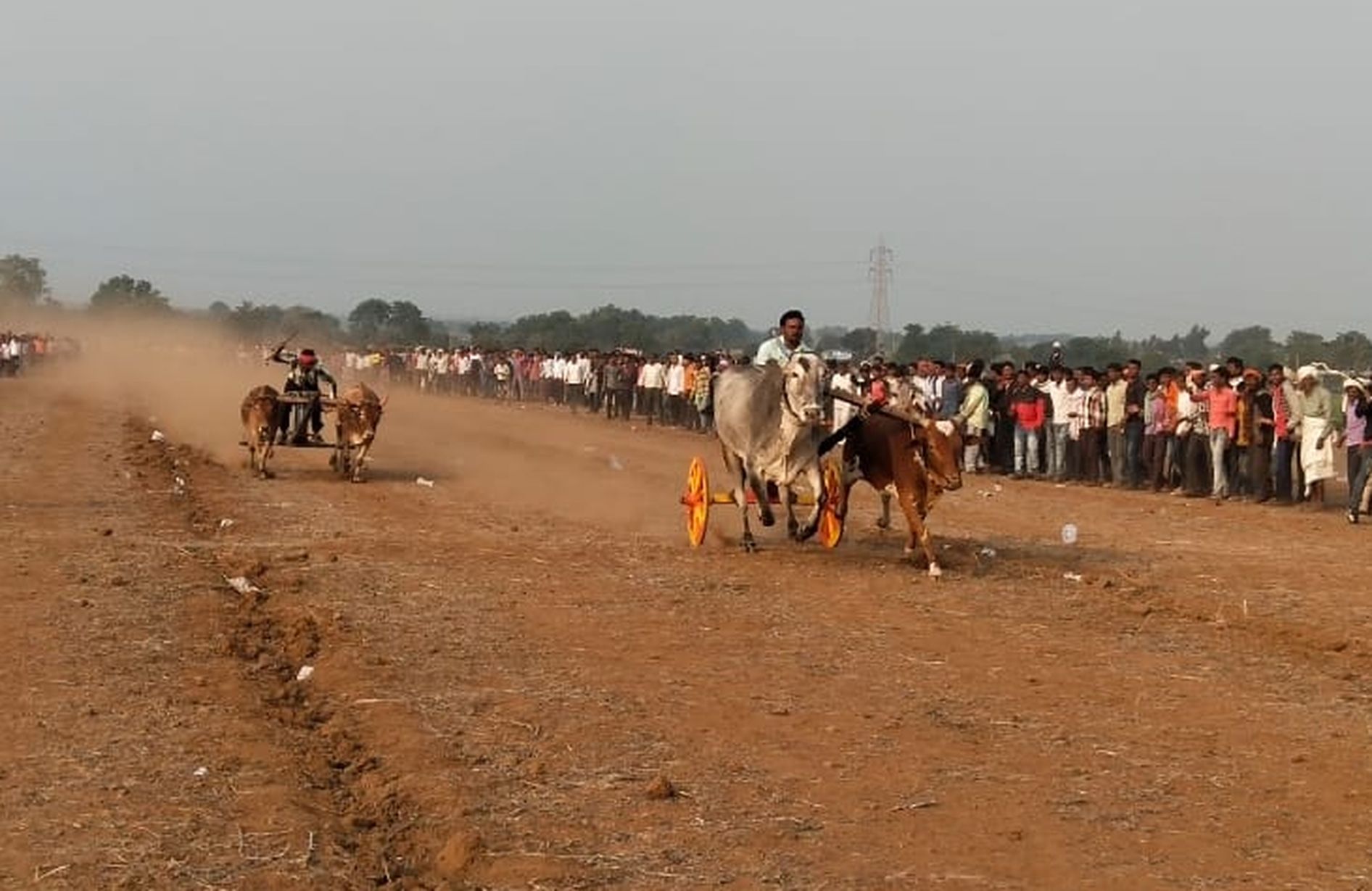जीत की होड़ मे जमकर दौड़े बैल, देखने वालों की थमी सांसें